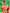 Vermeil Red Banarasi Silk Saree