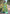 Green Kanchipuram Tissue Silk Traditional Zari Woven Saree