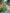 Green Kanchipuram Tissue Silk Traditional Zari Woven Saree