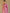 Knyaa's PC2 Onion Pink Banarasi SIlk Saree With Nouveau Attached Blouse