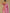 Knyaa's PC2 Onion Pink Banarasi SIlk Saree With Nouveau Attached Blouse