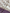 Shantika – White Banarasi Katan Satin Silk Saree with Purple Zari Weaving