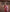 Rufous Red Banarasi Silk Saree