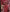 Rufous Red Banarasi Silk Saree