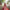 Rufous Red Banarasi Silk Saree