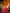 Foxy Red Banarasi Silk Saree