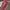 Baby Pink Soft Silk Saree with Silver Zari Border