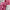 Baby Pink Soft Silk Saree with Silver Zari Border