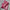 Baby Pink Soft Silk Saree with Silver Zari Border