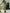 Traditional Green Checks Silk Saree with Temple Border