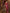 Banarasi Crimson Wine Silk Saree with Gold Zari Weave