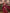 Banarasi Crimson Wine Silk Saree with Gold Zari Weave