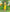 Bright Yellow Saree with Green Zari Border