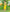 Bright Yellow Saree with Green Zari Border