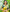 Bright Yellow Saree with Green Zari Border