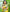 Bright Yellow Saree with Green Zari Border