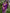 Purple Kanjivaram Silk Saree with Gold Zari Buttas