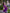 Purple Kanjivaram Silk Saree with Gold Zari Buttas