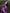 Purple Kanjivaram Silk Saree with Gold Zari Buttas
