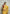 Lemon Yellow Handwoven Cotton Silk Saree with Zari Border
