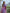 Lavender Sheer Saree with Pink Zari Border & Ikat Motifs