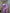 Lavender Sheer Saree with Pink Zari Border & Ikat Motifs