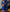 Royal Blue Raw Silk Saree with Copper Zari Border