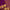 Pure Purple Kanjivaram Saree with Golden Deer Motifs