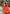 Turquoise Orange Banarasi Silk Saree – Festive Radiance in Every Drape