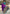Turquoise Purple Banarasi Silk Saree – Festive Radiance in Every Drape
