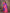 Sharvika Pink & Purple Banarasi Leaf Woven Silk Saree