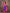 Sharvika Pink & Purple Banarasi Leaf Woven Silk Saree