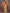 Sharvika Orange & Green Banarasi Leaf Woven Silk Saree