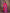 Sharvika Dark Pink & Purple Banarasi Leaf Woven Silk Saree