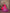 Sharvika Dark Pink & Purple Banarasi Leaf Woven Silk Saree