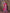 Sharvika Dark Pink & Purple Banarasi Leaf Woven Silk Saree