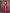 Sharvika Dark Pink & Purple Banarasi Leaf Woven Silk Saree