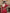 Scarlet Red Banarasi Soft Silk Saree