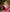 Anaya – Pink Soft Silk Saree with Jacquard Weaving Border