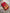 Akruti - Red Banarasi Silk Saree with Zari Weaving Border