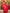 Carrot Red Premium Soft Banarasi Silk Saree