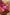 Bhagirathi – Pink Soft Banarasi Silk Saree with Jacquard Weave and Contrast Border