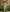 Padmika - Green Soft Silk Saree with Jacquard Border
