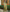 Padmika - Green Soft Silk Saree with Jacquard Border
