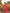 Ishita - Orange Soft Banarasi Silk Saree with Jacquard Weaving