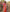 Ishita - Orange Soft Banarasi Silk Saree with Jacquard Weaving