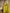 Jamsa Yellow Banarasi Silk Saree