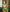 Light Green Banarsi Saree & Blouse Golden Zari Weaving
