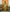 Light Green Banarsi Saree & Blouse Golden Zari Weaving