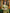 Light Green Banarsi Saree & Blouse Golden Zari Weaving